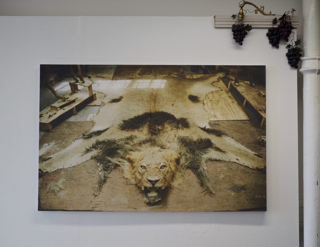 A photograph of a taxidermied lion rug I made.