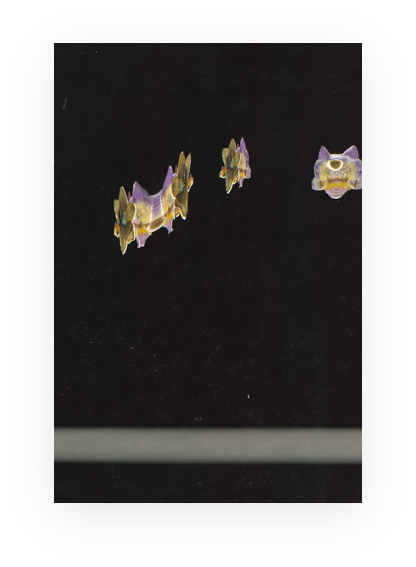 Abstract botanical scan showing fragmented orchid imagery against a dark background.