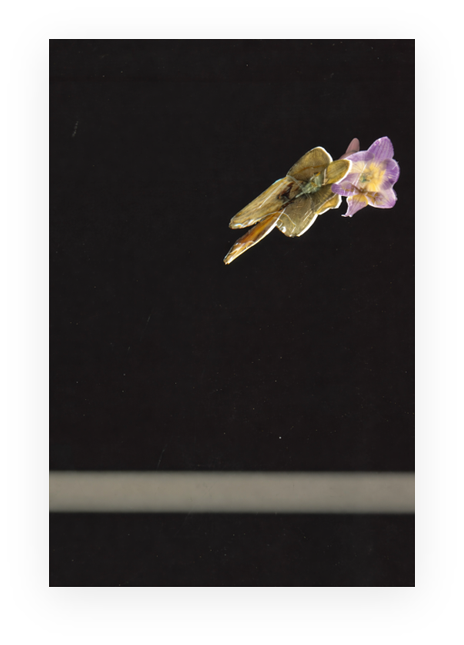 Abstract scanned orchid fragment against a dark background.