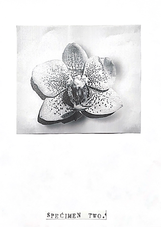 Printed orchid image labelled “Specimen Two”, referencing scientific botanical documentation.
