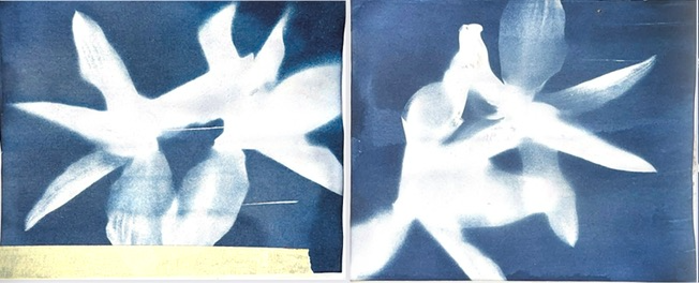 Blue cyanotype prints showing experimental orchid imagery.