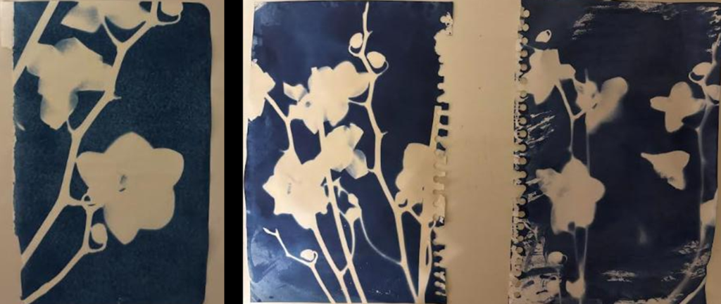 Blue cyanotype prints featuring orchid stems, flowers and experimental botanical imagery.