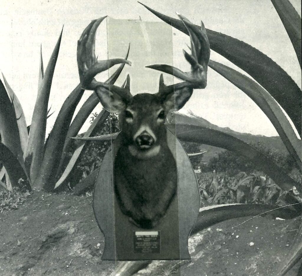 black and white image of a deer head on a plaque on a black and white desert landscape