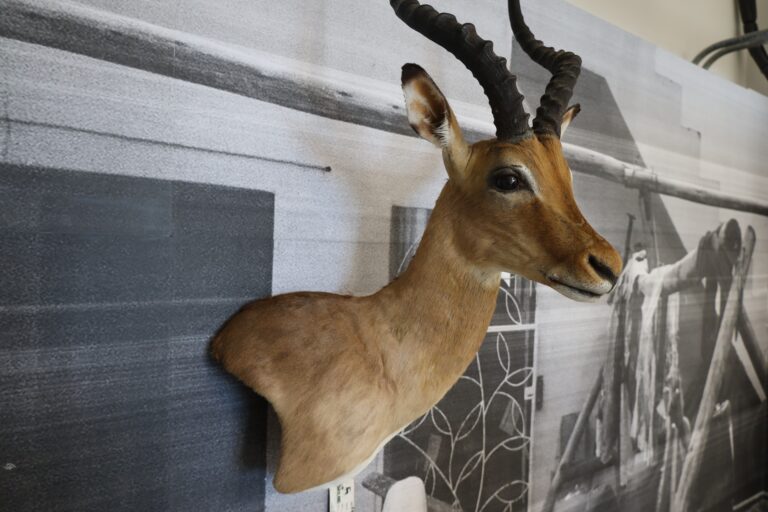 A mounted impala head displayed on a wallpapered photograph of a taxidermy warehouse